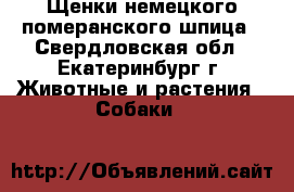 Щенки немецкого померанского шпица - Свердловская обл., Екатеринбург г. Животные и растения » Собаки   